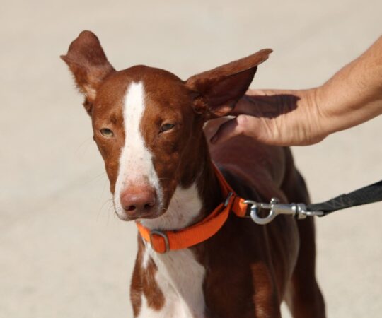 Axel (M) Pod / Refuge de la FBM