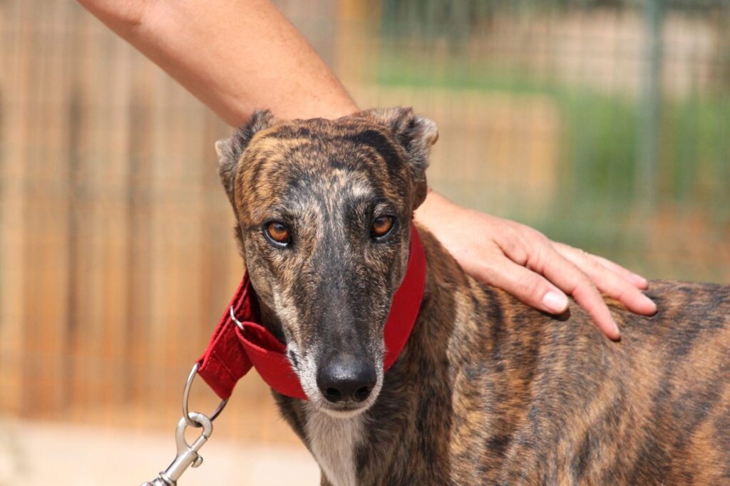 Bruno (M) Refuge de la FBM