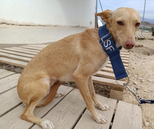 Sally (F) Pod / Refuge d&rsquo;Abyda