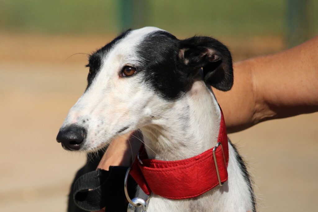 Xena (F) Refuge de la FBM