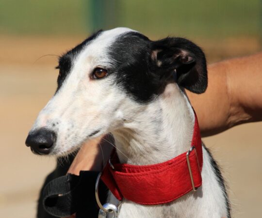 Xena (F) Refuge de la FBM